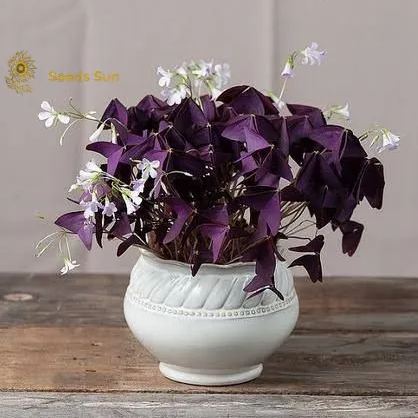 Oxalis Purple Shamrock | Flower Bulbs | Easy Indoor Plants | Outdoor Plants