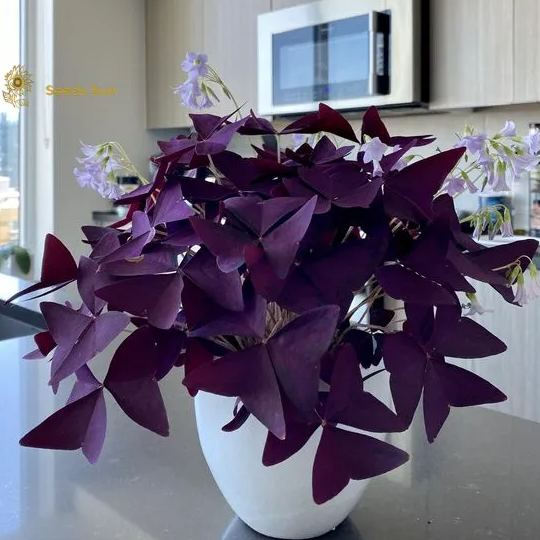 Oxalis Purple Shamrock | Flower Bulbs | Easy Indoor Plants | Outdoor Plants