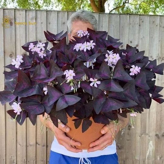 Oxalis Purple Shamrock | Flower Bulbs | Easy Indoor Plants | Outdoor Plants