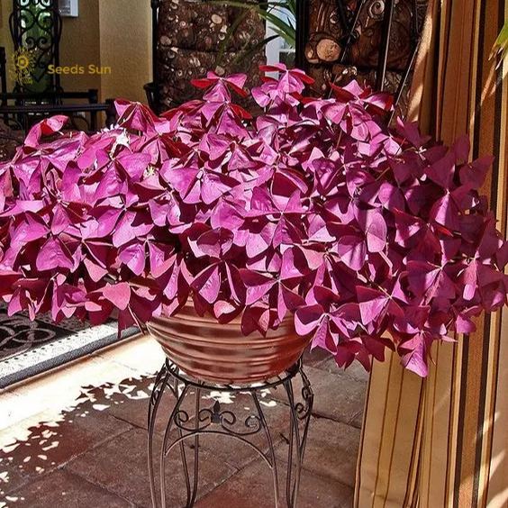 Oxalis Purple Shamrock | Flower Bulbs | Easy Indoor Plants | Outdoor Plants