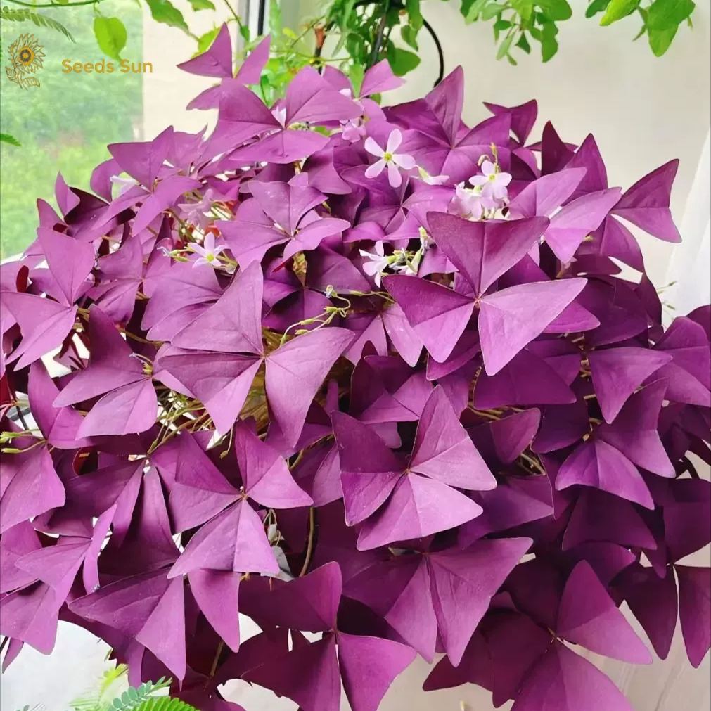 Oxalis Purple Shamrock | Flower Bulbs | Easy Indoor Plants | Outdoor Plants