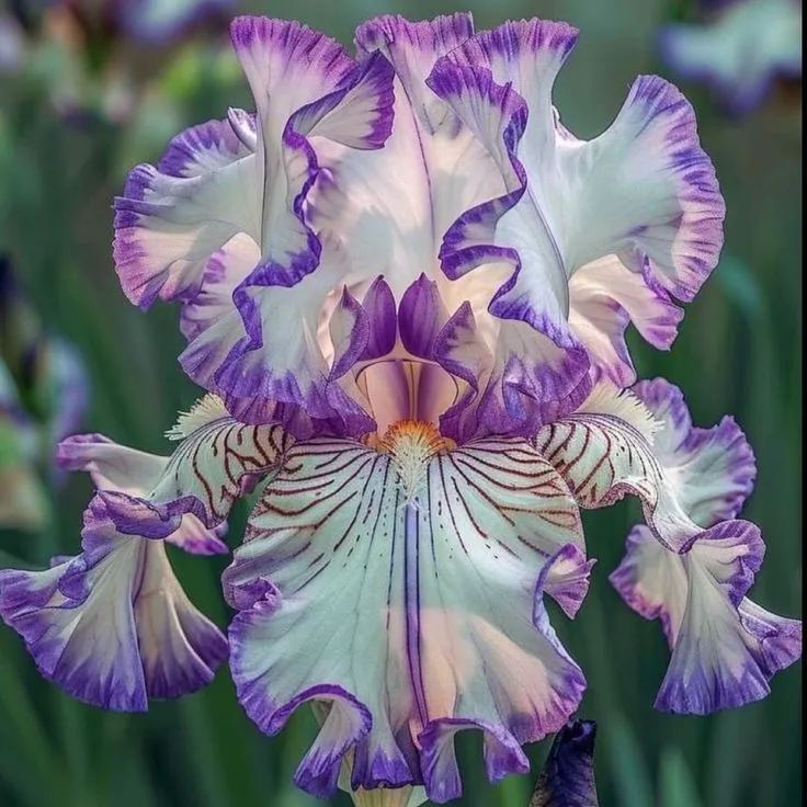 Blue flame-Rare Iris Bulbs⚜️