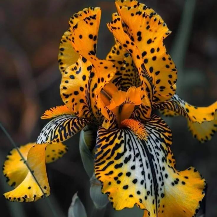 Blue flame-Rare Iris Bulbs⚜️
