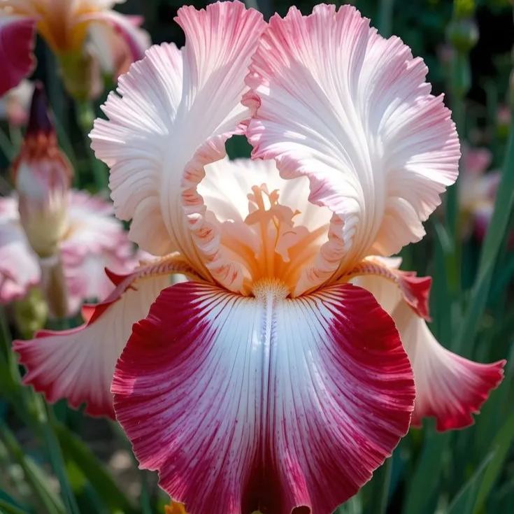 Blue flame-Rare Iris Bulbs⚜️