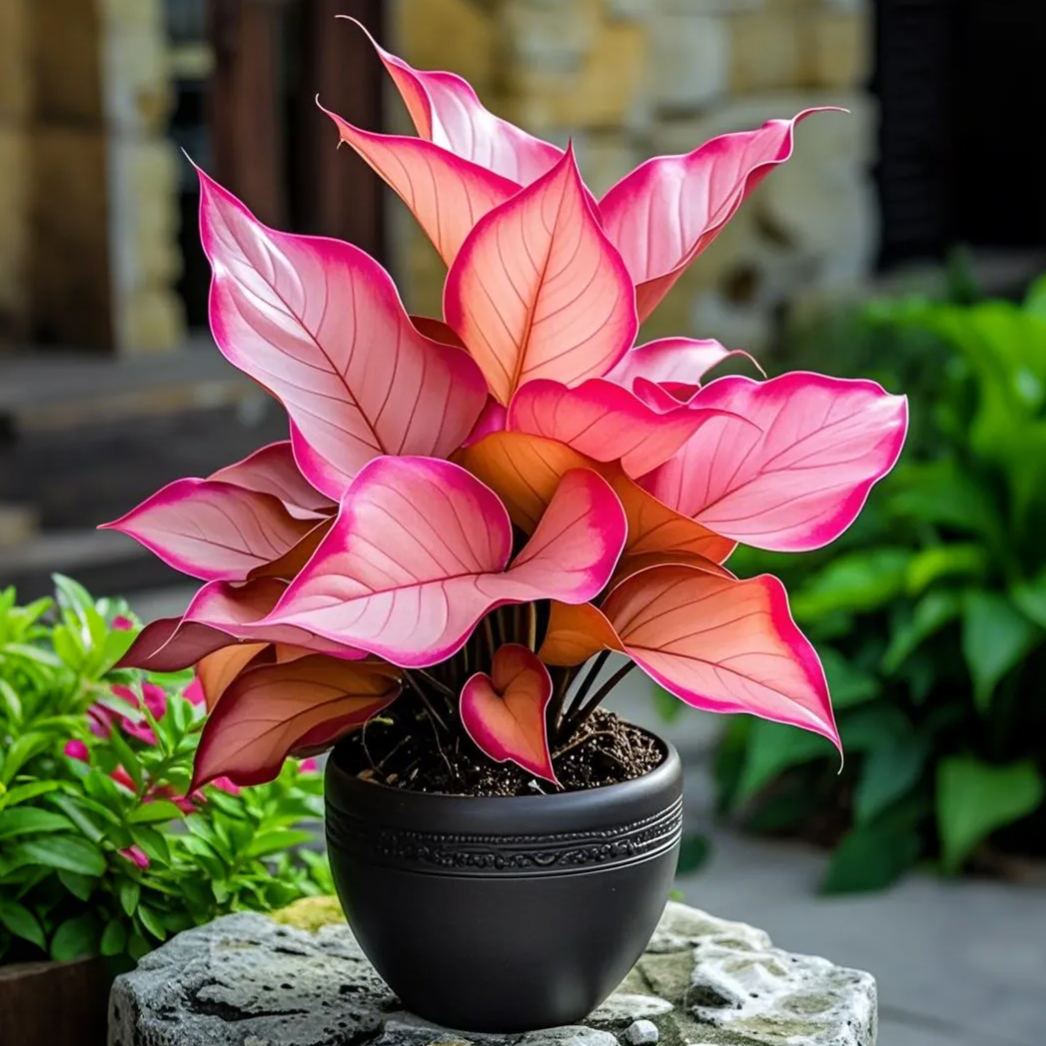 Pink Stardust-Potted Alocasia Bulbs 🍃