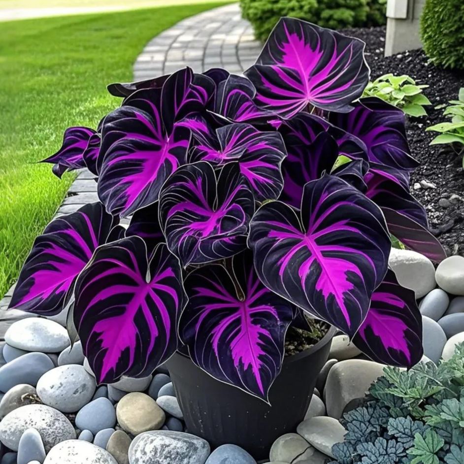 Pink Stardust-Potted Alocasia Bulbs 🍃