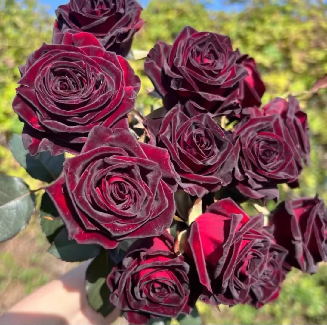 🌹Rare Black Baccara Rose Seeds🖤A black rose with a super velvety feel!