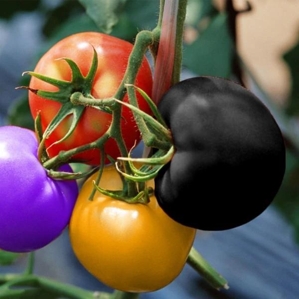 🌈🍅Rainbow Tomato Seeds