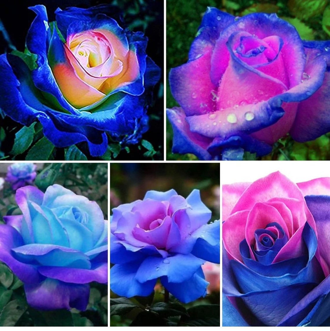 100 Pcs/Rare Bag Blue Pink Rose Seeds Scented  Plants  Flowers