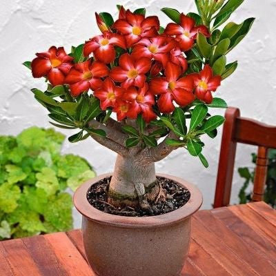 2 Pcs Rainbow Desert Rose Seeds ✨✨ LAST DAY 58% OFF