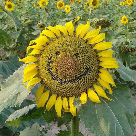 50 Pcs Smiley Sunflower