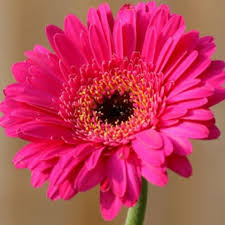 Rare Dark Pink Sunflower Beautiful Gorgeous Colour Shine Rare Flowers