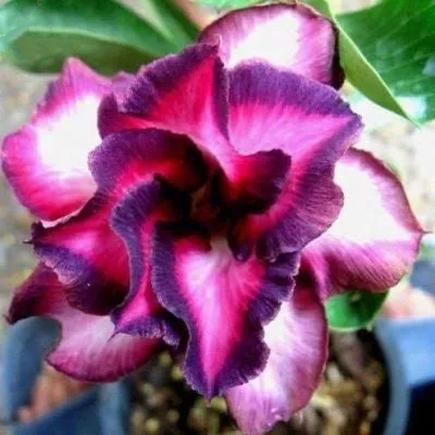 2 Pcs Rainbow Desert Rose Seeds ✨✨ LAST DAY 58% OFF