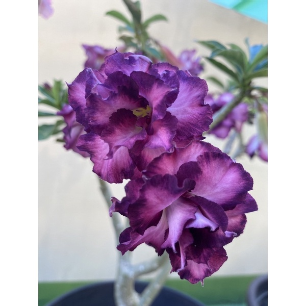 Purple Desert Rose Seeds