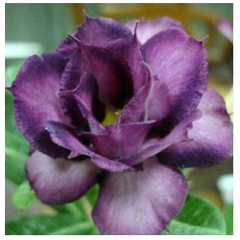 Purple Desert Rose Seeds