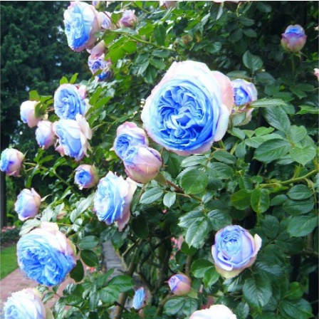 Blue Dragon Gem Climbing Rose Seeds Climbing Rose Seed