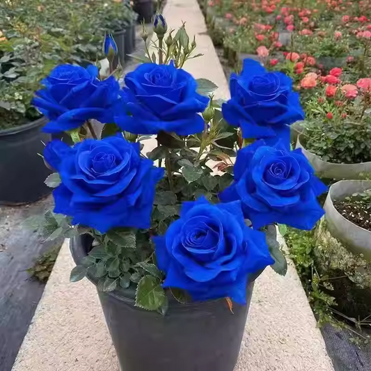 💥53% OFF 💙Blue Enchantress Mix Blue Rose Seeds✨