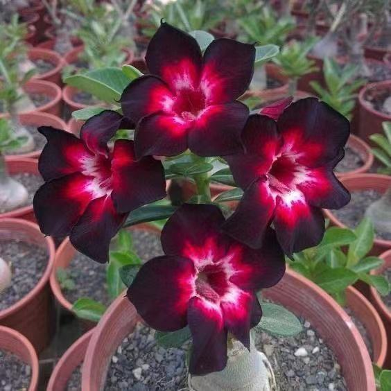 2 Pcs Rainbow Desert Rose Seeds ✨✨ LAST DAY 58% OFF