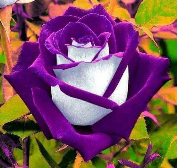 50 Pcs Two-color velvet rose seeds❤️
