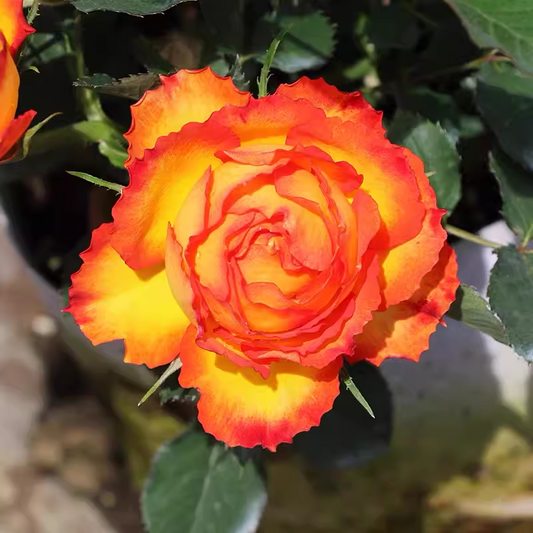 🎉56% OFF🔥Gradient Flame Rose Seeds