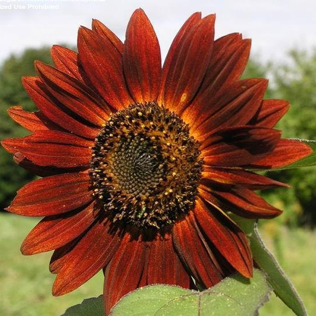 Earthwalker Sunflower Sunflower Seeds - Earthwalker