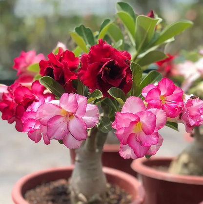 2 Pcs Rainbow Desert Rose Seeds ✨✨ LAST DAY 58% OFF