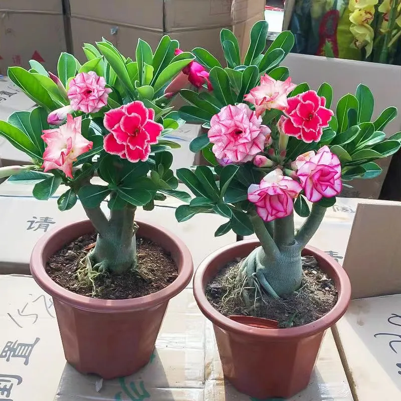 2 Pcs Rainbow Desert Rose Seeds ✨✨ LAST DAY 58% OFF