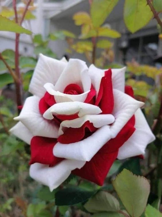 Cascading Roses in Red and White Seeds