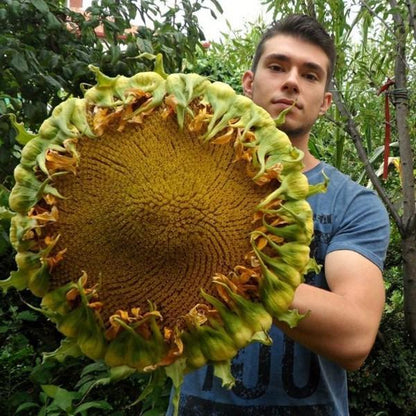 50 Pcs Mongolian Giant Sunflower Seeds