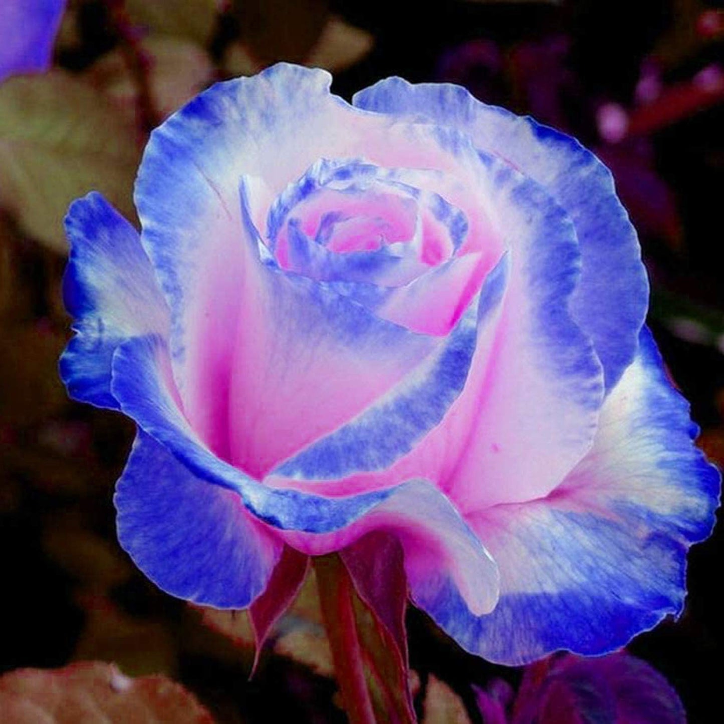 100 Pcs/Rare Bag Blue Pink Rose Seeds Scented  Plants  Flowers