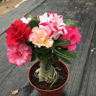 2 Pcs Rainbow Desert Rose Seeds ✨✨ LAST DAY 58% OFF