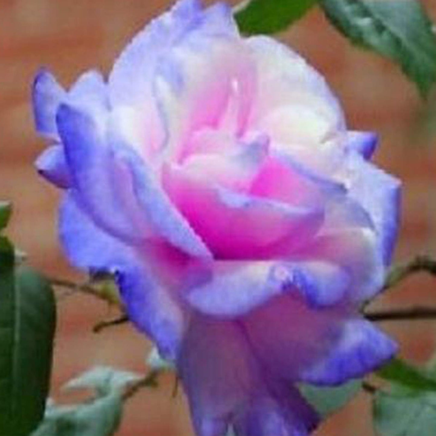 100 Pcs/Rare Bag Blue Pink Rose Seeds Scented  Plants  Flowers