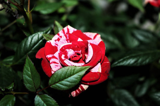 Rose red white Miniature Rose