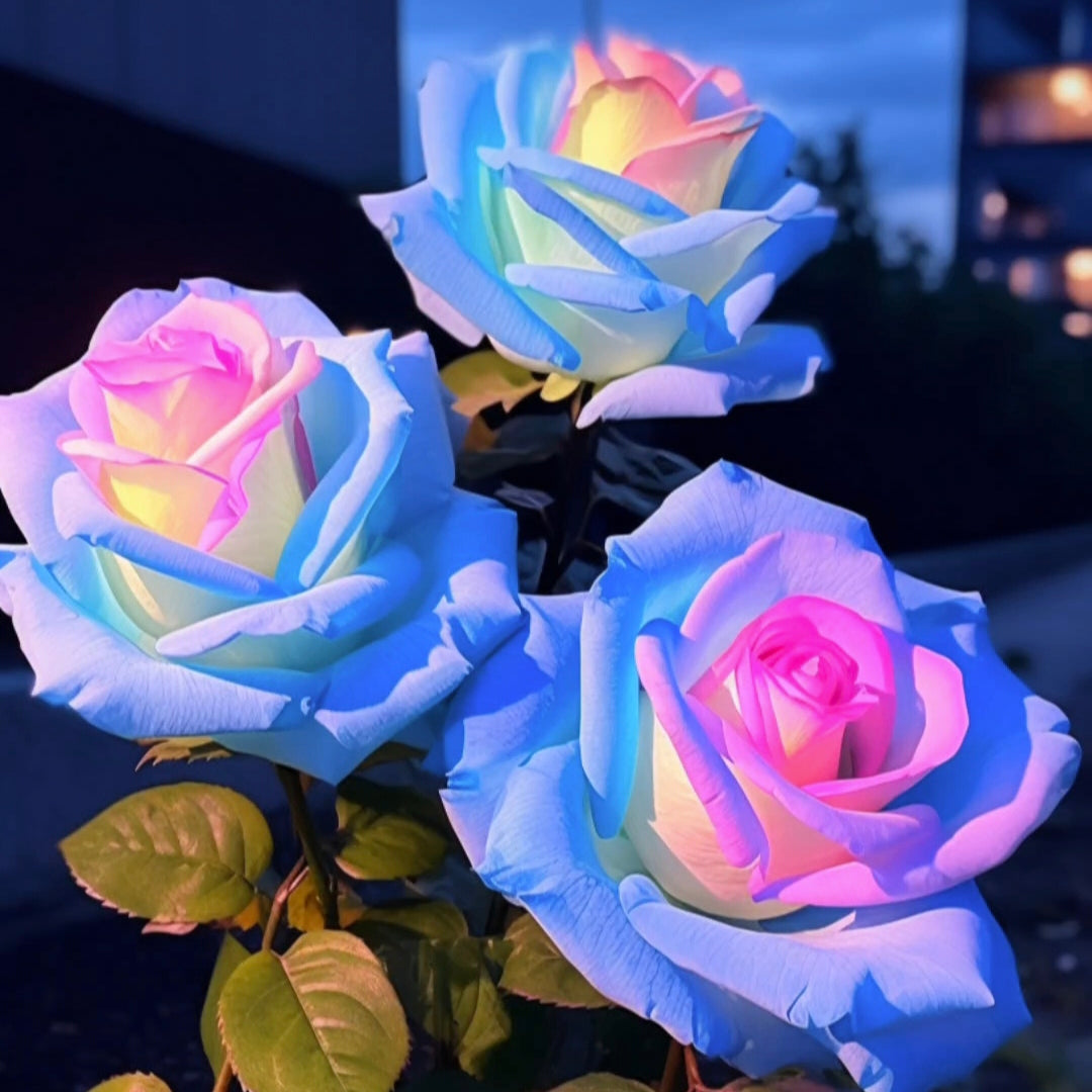 100 Pcs/Rare Bag Blue Pink Rose Seeds Scented  Plants  Flowers