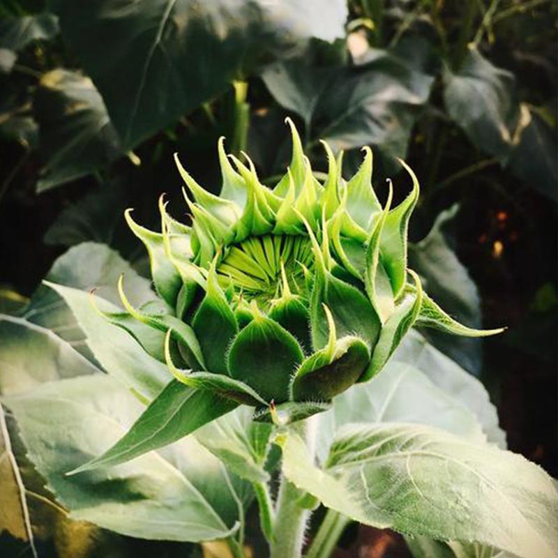 50 Seeds Green hybrid sunflower seeds