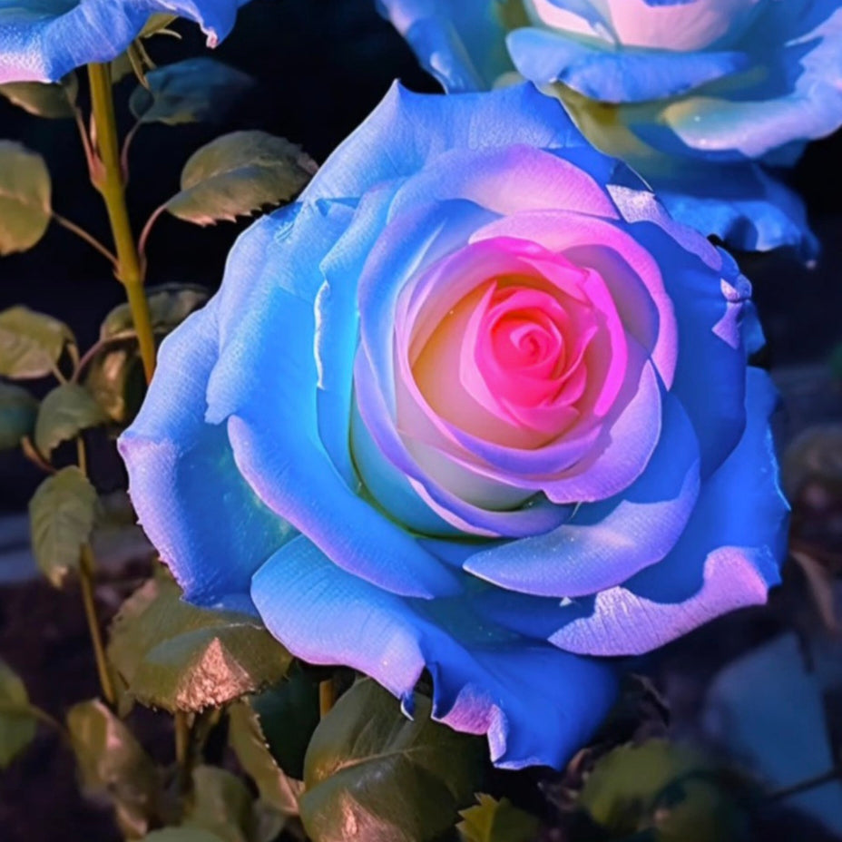 100 Pcs/Rare Bag Blue Pink Rose Seeds Scented  Plants  Flowers