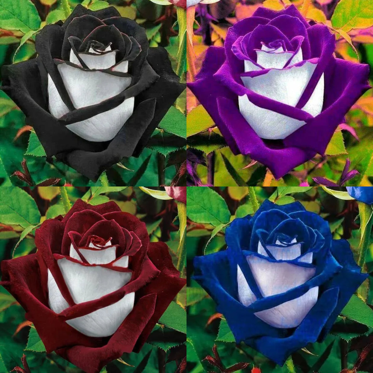 50 Pcs Two-color velvet rose seeds❤️