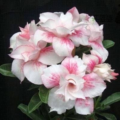 2 Pcs Rainbow Desert Rose Seeds ✨✨ LAST DAY 58% OFF