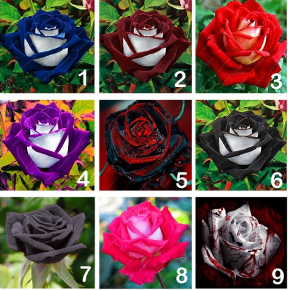 50 Pcs Two-color velvet rose seeds❤️