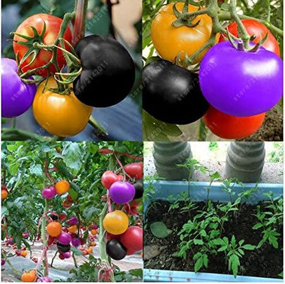 🌈🍅Rainbow Tomato Seeds