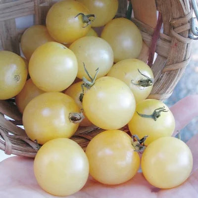 White Cherry Organic Tomato Seeds