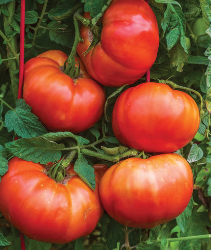SteakHouse Hybrid Non-GMO Large Beefsteak Garden Produces Giant 3 LB Fresh Tomato Seeds