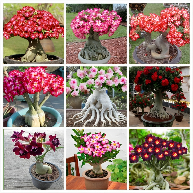 2 Pcs Rainbow Desert Rose Seeds ✨✨ LAST DAY 58% OFF