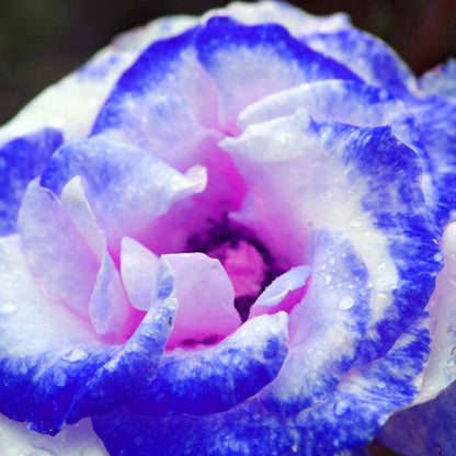100 Pcs/Rare Bag Blue Pink Rose Seeds Scented  Plants  Flowers
