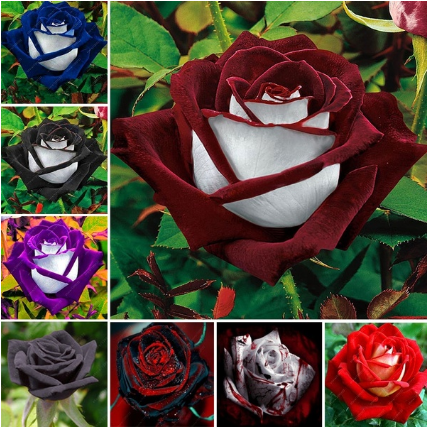 50 Pcs Two-color velvet rose seeds❤️