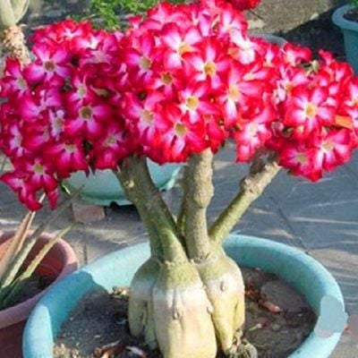 2 Pcs Rainbow Desert Rose Seeds ✨✨ LAST DAY 58% OFF