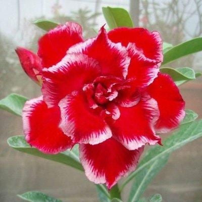 2 Pcs Rainbow Desert Rose Seeds ✨✨ LAST DAY 58% OFF