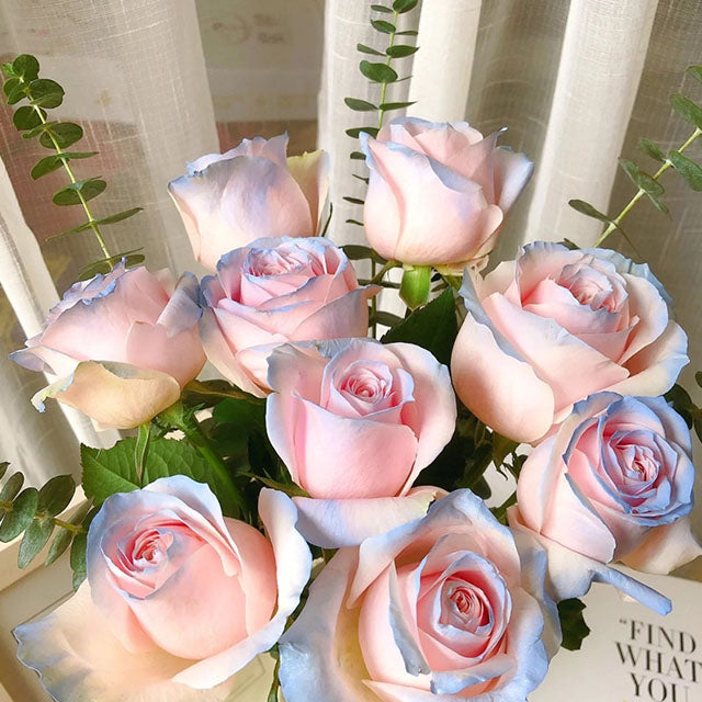 100 Pcs/Rare Bag Blue Pink Rose Seeds Scented  Plants  Flowers