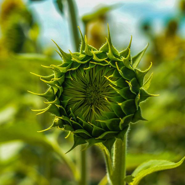 50 Seeds Green hybrid sunflower seeds