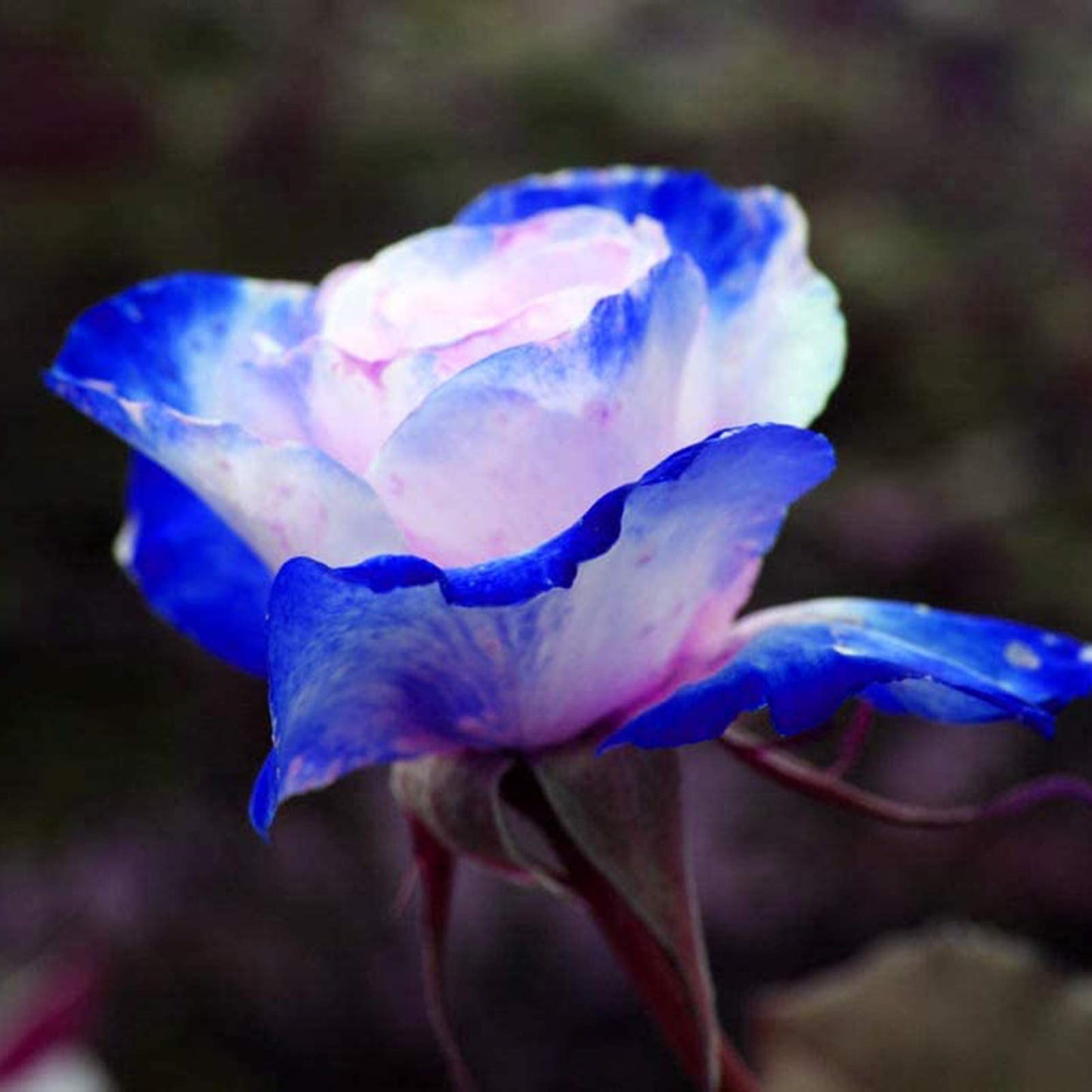 100 Pcs/Rare Bag Blue Pink Rose Seeds Scented  Plants  Flowers